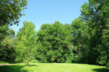 Ученые из США: справиться с тревогой и депрессией поможет прогулка на природе