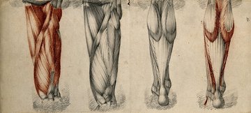 Ученые из Британии: секрет силачей заключается в развитых тонких мышцах