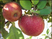 Рецепты проготовления яблочных деликатесов