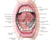 При диабете важно хранить здоровье полости рта