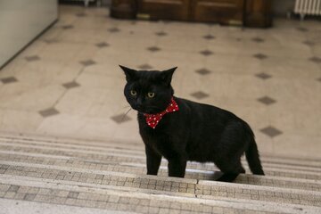 Врач Шеляков запретил наряжать кошек на Новый год