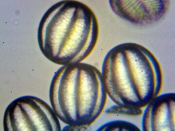 Врач Сережина: АСИТ-терапия начинается зимой