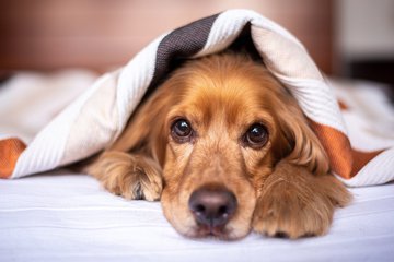Британские ученые: сон с собакой может негативно сказаться на качестве сна