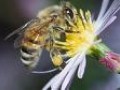 Гипертонию можно вылечить пчелиным ядом?
