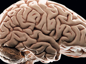 В Индии молодой человек умер из-за сотен личинок в мозгу