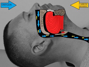 Кардиолог Бонадыкова: храп во сне может привести к гипертонии