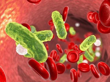 Советы по борьбе с бактериемией или бактериями в крови