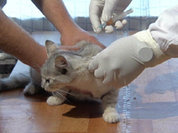 Жителям Москвы и Подмосковья рекомендуется привить домашних животных