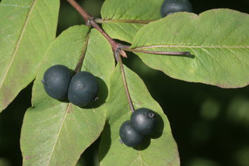 Инфекционист Неронов: волчьи ягоды смертельно опасны