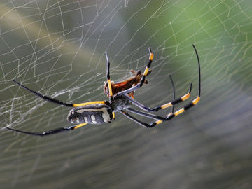 Хирурги спасли мужчине руку после укуса паука