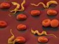 Учёные открыли способ избавления клеток от паразитов