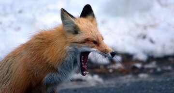 Врач Шеляков: вирус бешенства быстро попадает в мозг при укусе в лицо