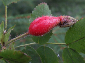 Диетолог Мамина: шиповник замедлит старение кожи