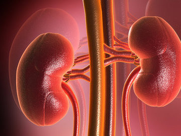 Украинец продал почку ради шикарной свадьбы и оставил юную жену вдовой