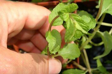 Академик Беленков: эфирные масла снимают стресс