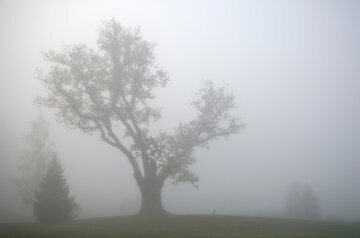 Терапевт Чернышова: туман опасен для аллергиков