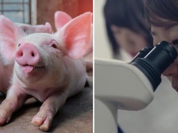 Ученые пересадили свиньям выращенные в лаборатории легкие