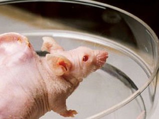 Скоро яичники для человека смогут "распечатывать" на 3D принтере