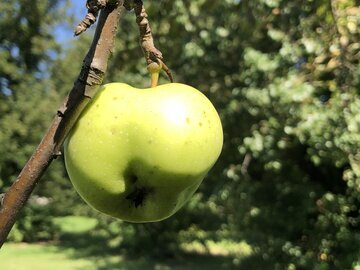 Врач Вялов: яблоки защищают печень