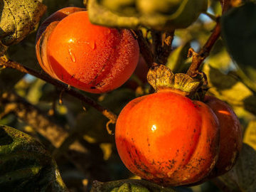 Любовь к хурме довела мужчину до операции