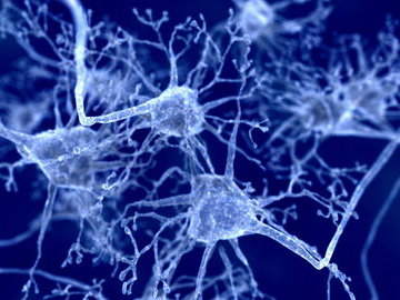 Нейронные стволовые клетки могут восстанавливать повреждения от старения и травм