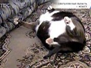 Развод полнит мужчин, а замужество – женщин