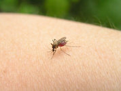 Скорая помощь при укусах насекомых