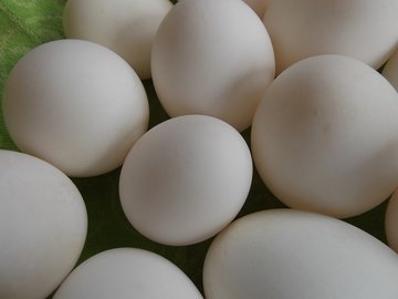 Ученые: белковые диеты могут привести к неврологическим заболеваниям