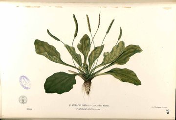 Терапевт Тарадеева: лист подорожника не заживляет раны