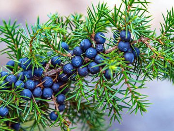 Можжевеловая ягода против вздутия живота