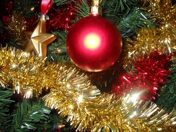 Врач Демьяновская: на живых елях живут клещи