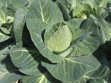 Профессор Коденцова: квашеная капуста и рыба – чемпионы по витаминам