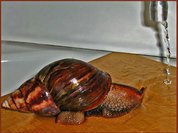 В Петербурге африканские моллюски станут барометром экологической безопасности