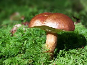Диетологи объяснили, кому нельзя есть грибы