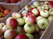 Ученые: яблоки не влияют на здоровье