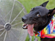 Собака бывает кусачей. Первая помощь