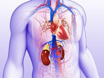 Привычки, которые негативно влияют на здоровье почек: Экспертные советы