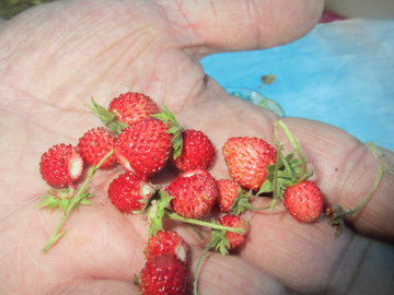 Диетолог Поляков: избыток клубники обостряет патологии ЖКТ