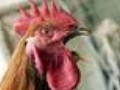 Птичий грипп поможет победить «испанка»