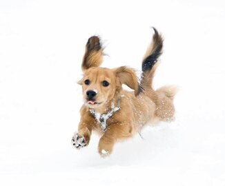 Врач Ильюхина: гирлянды грозят эпилепсией у животных