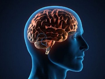 Мозговая деятельность зависит от сезона – ученые