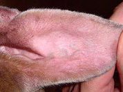 Откуда приходит тугоухость?