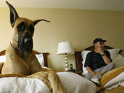 Я сплю в обнимку с моими барбосами