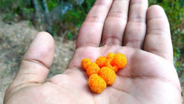 Диетолог Белева: малина ускоряет метаболизм