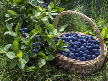 Польские специалисты создали кашу, которая борется со свободными радикалами