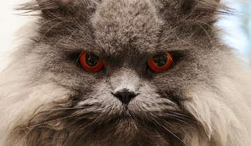 Терапевт Ермакова: при дефиците омега-3 появляется агрессивность