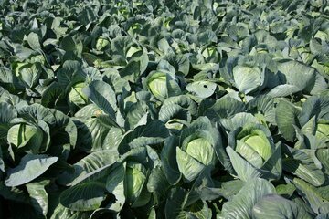 Врач Ершова: метеоризм провоцируют бобовые и капуста