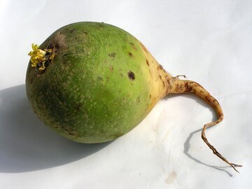 Врач Драпкина отнесла редьку к зимним суперфудам