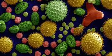 Любые инфекционные заболевания могут быть вызваны вирусом или бактерией: в чем отличие