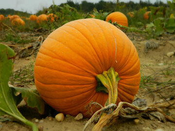 Врач Баранова: тыква и шпинат избавят от сухости кожи